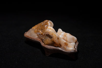賞石擺件/戈壁沙漠漆瑪瑙石 Gebi Desert Varnish Agate Stone