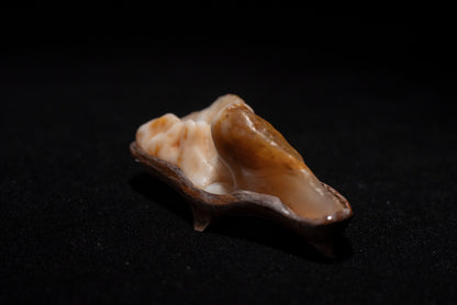 賞石擺件/戈壁沙漠漆瑪瑙石 Gebi Desert Varnish Agate Stone
