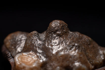賞石擺件/戈壁老皮沙漠漆石 Gebi Aged Skin Desert Varnished Stone